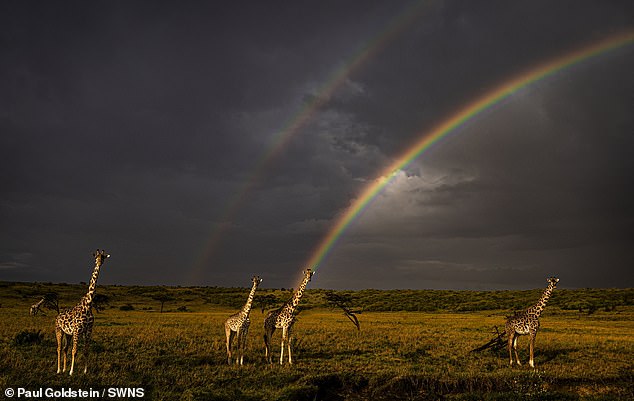 Giraffes and rainbow in Kenya