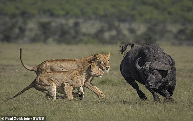 Lions hunting in Kenya