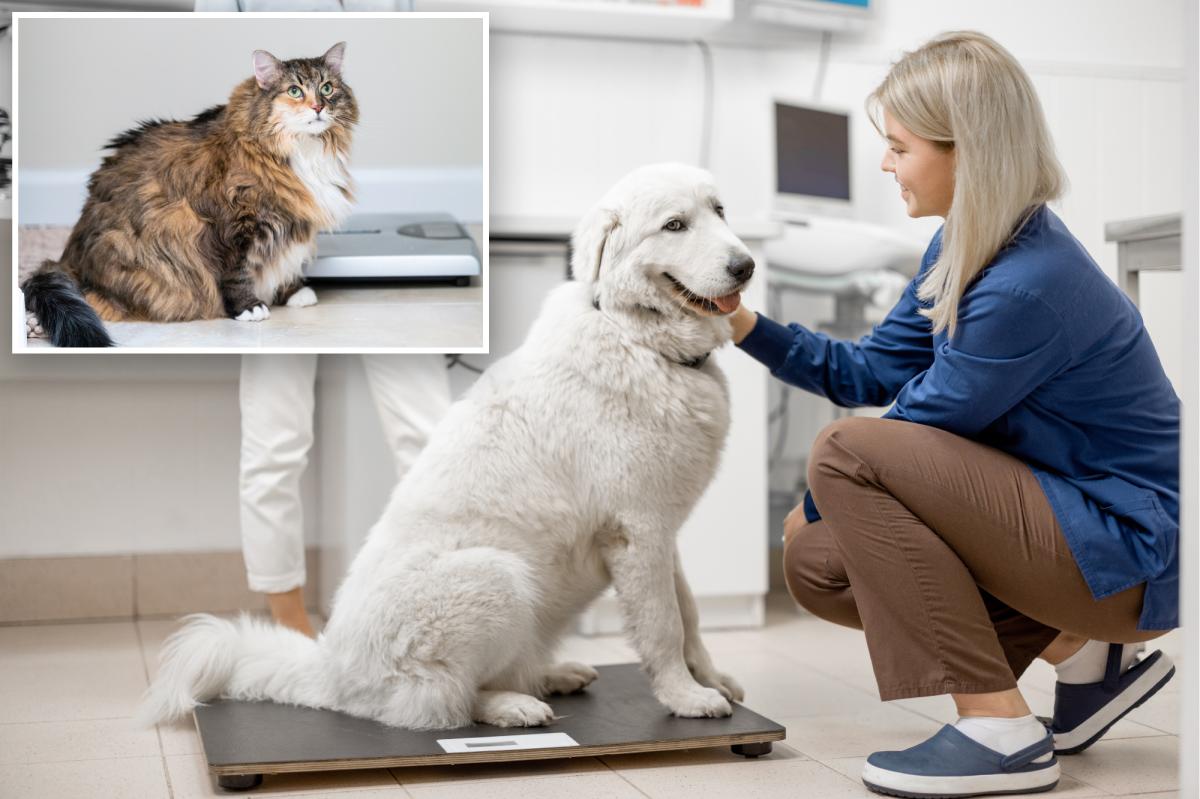 First ever GLP-1 implant for pets promises major weight-loss benefits