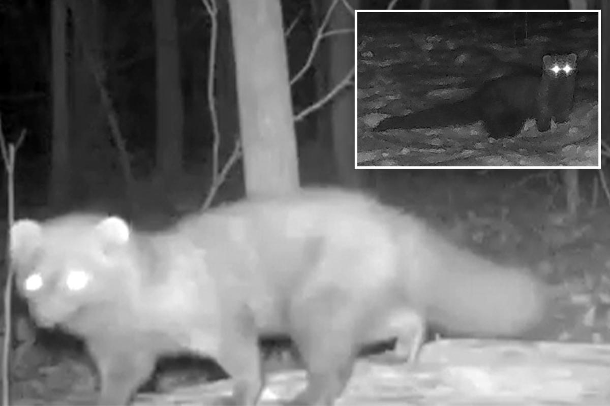 Fisher not seen in Ohio for more than 100 years caught on camera at park