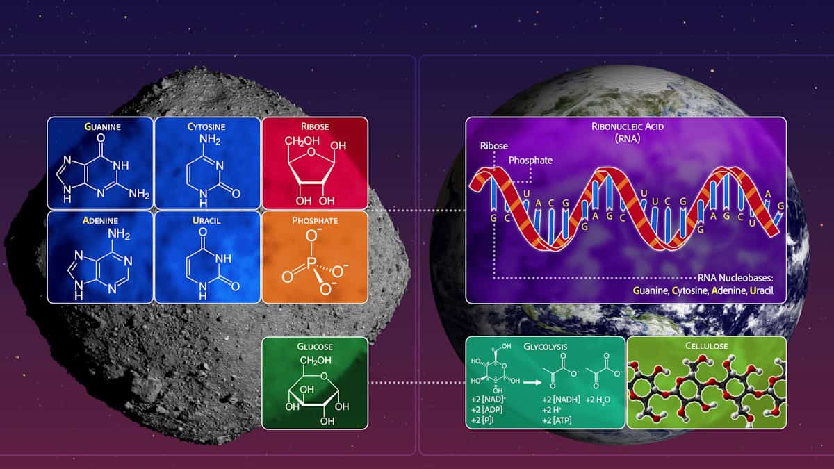 Components of RNA among life’s building blocks found in NASA asteroid sample – Physics World