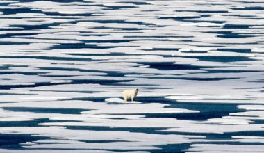 Polar bears may be adapting to survive warmer climates thanks to their ‘jumping genes’