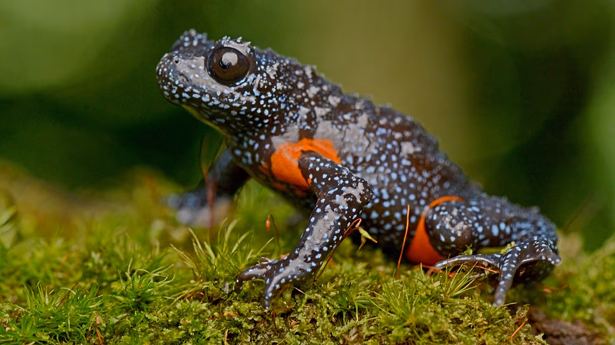 How the hunt for a perfect picture has pushed the ‘magical’ galaxy frog towards extinction