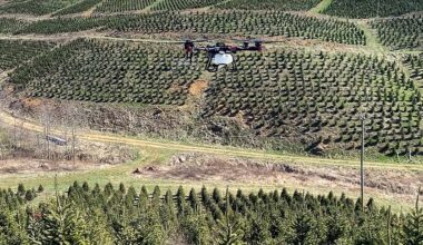 Why Christmas tree farms are turning to drones and AI this year