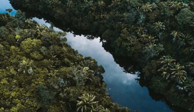 ‘Hot droughts’ could push the Amazon into a hypertropical climate by 2100 - and trees won’t survive