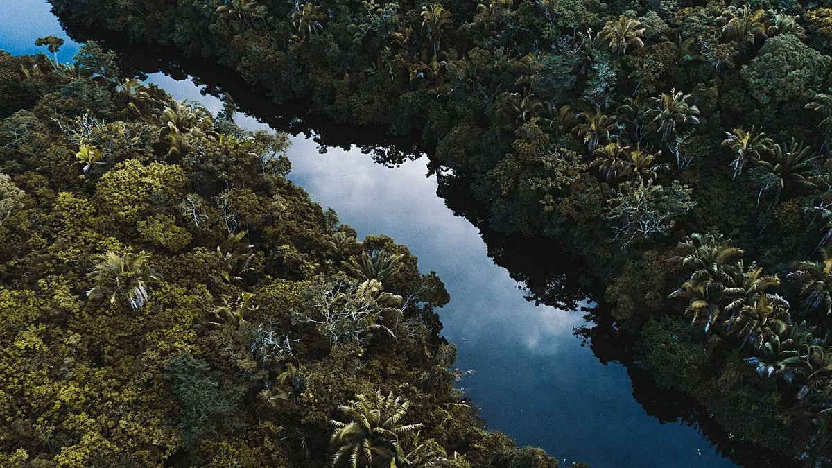 ‘Hot droughts’ could push the Amazon into a hypertropical climate by 2100 - and trees won’t survive