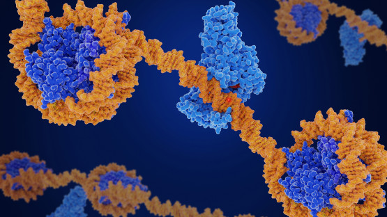 Unexpected allies: DNA packaging aids gene expression