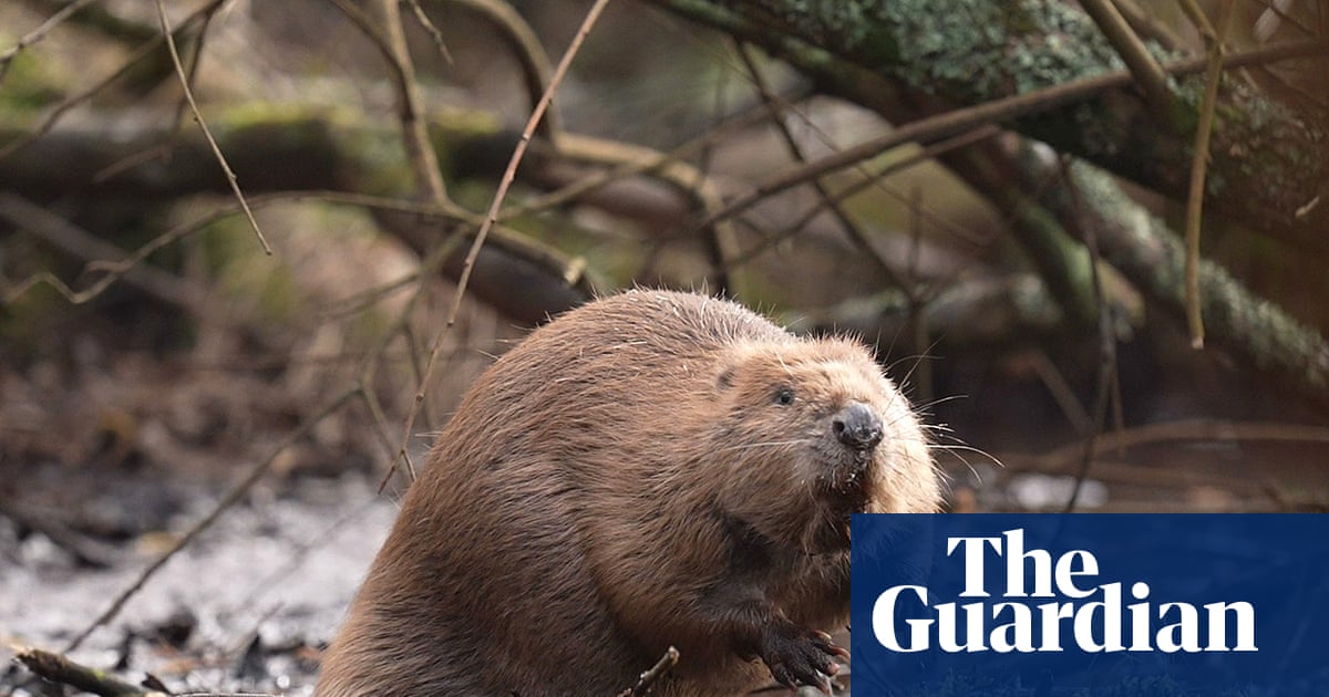 Wild beavers may have spread further than we realise | Wildlife
