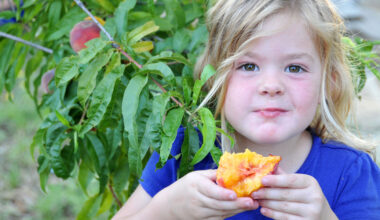 a small child with dark eyes and blond hair is next to a peach tree and in the middle of eating a very juicy peach; her expression suggests she enjoys the flavor of the peach she tastes
