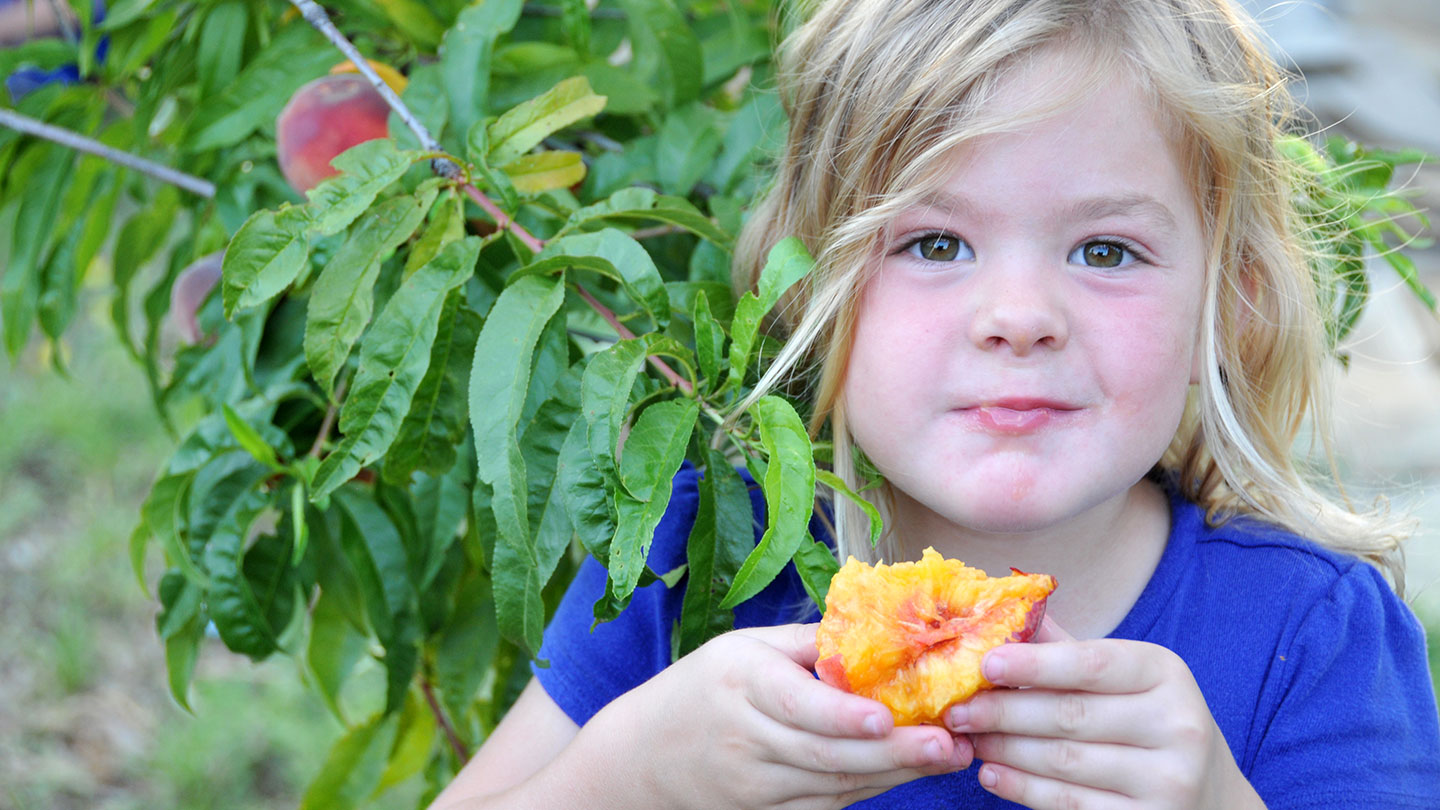 a small child with dark eyes and blond hair is next to a peach tree and in the middle of eating a very juicy peach; her expression suggests she enjoys the flavor of the peach she tastes