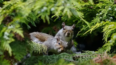 PA Media Two grey squirrels next to each other, looking through tree branches in the direction of the camera.