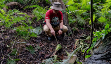In a Remote Jungle, the Gruesome Poaching of Rare Elephants