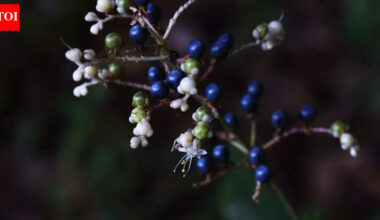 This tiny African berry looks alien-blue and it has zero pigment |