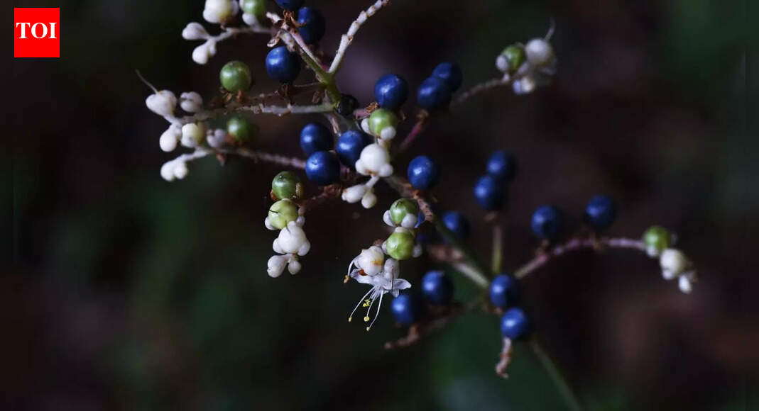 This tiny African berry looks alien-blue and it has zero pigment |