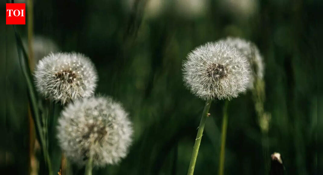Could a simple backyard weed fight one of the deadliest cancers; know what researchers found |