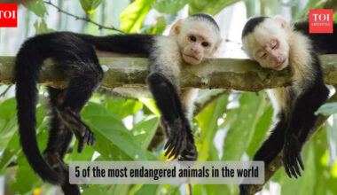 5 of the most endangered animals in the world