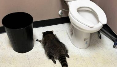 Drunken raccoon who broke into US liquor store found passed out in bathroom