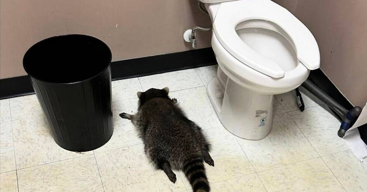 Drunken raccoon who broke into US liquor store found passed out in bathroom