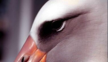 She’s Back! Wisdom the Incredible Laysan albatross Has Returned