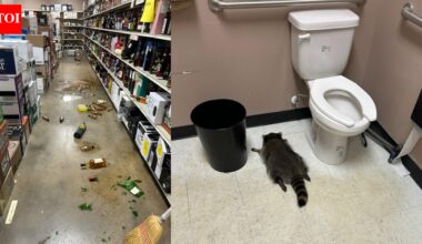 Drunk raccoon breaks into liquor store, downs scotch, and passes out in bathroom | World News