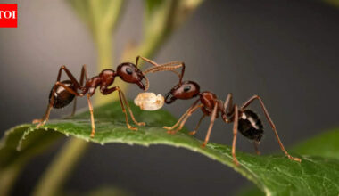 Sick baby ants beg to be killed: New research reveals shocking self-sacrifice to protect the colony |