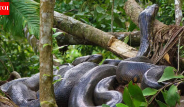 Fossils show anacondas reached colossal size far earlier than thought |