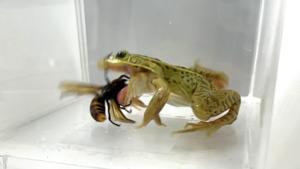 Fearless frogs feast on deadly hornets