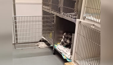 Adorable Snores Reveal Runaway Animal's Secret Hiding Spot At Wildlife Clinic
