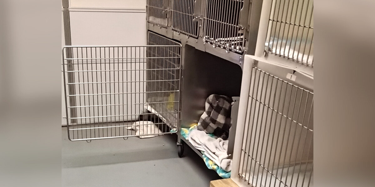 Adorable Snores Reveal Runaway Animal's Secret Hiding Spot At Wildlife Clinic