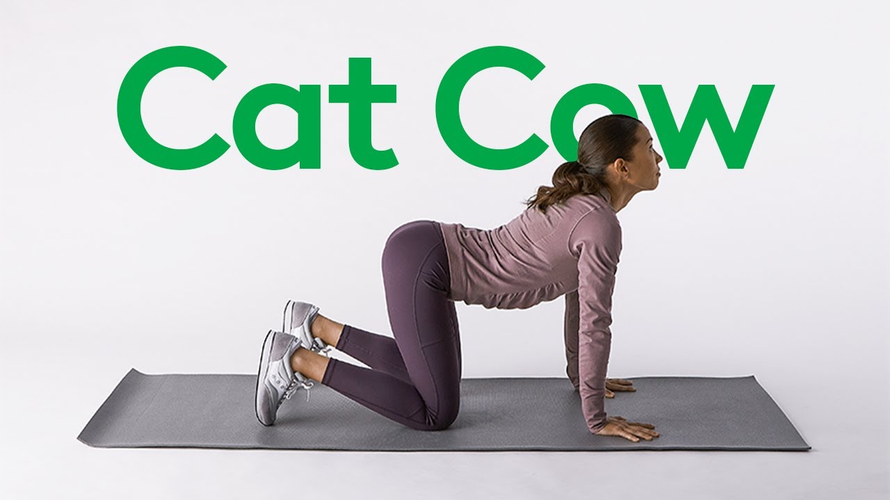 How to Do a Cat Cow Stretch: A Guide from Physical Therapists - YouTube