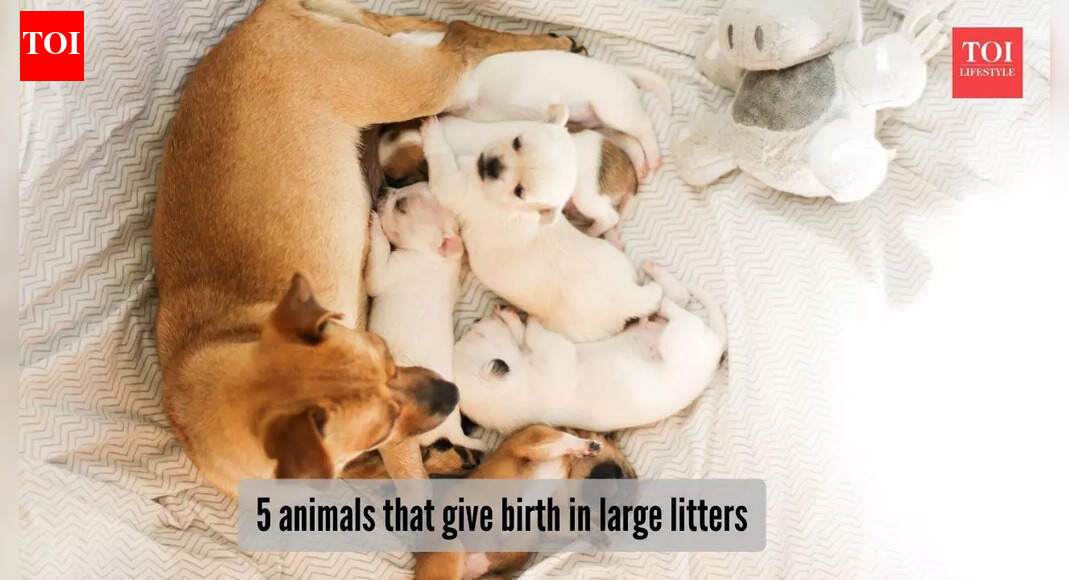 5 animals that give birth in large litters​