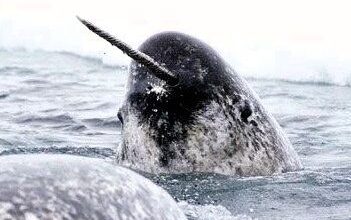 Nature Trail: Narwhal discovery on Donegal beach a first for Ireland