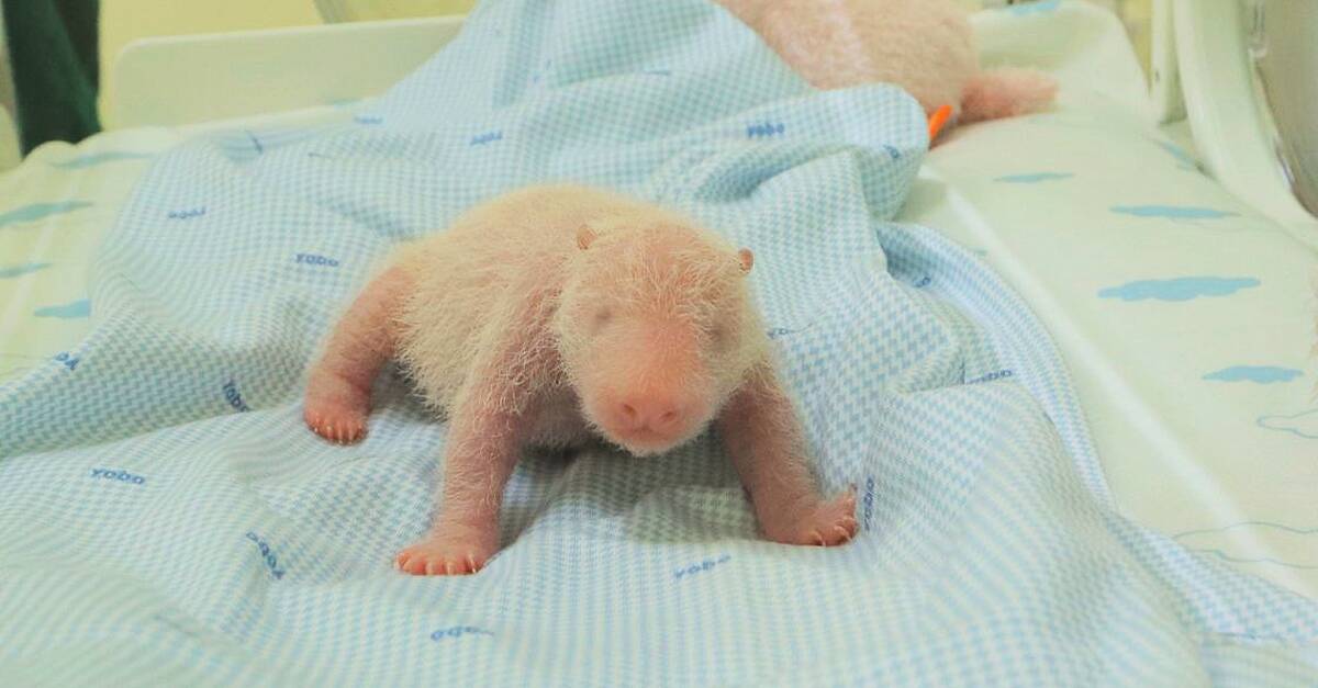 Photos of first panda cub born in Indonesia released