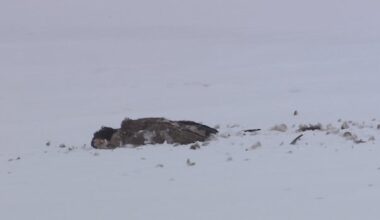 More than 50 dead Canada geese found on frozen river in Lockport, Man.