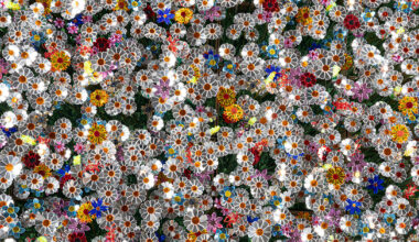 8,800 mirrored flowers reveal a portrait of the netherlands
