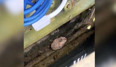 Woman Spots Fuzzy Lump In Boat Dock Crevice — Then Realizes It's Breathing