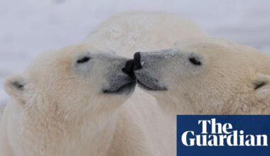 Changes to polar bear DNA could help them adapt to global heating, study finds | Wildlife