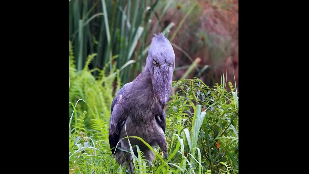 Dinosaur-like shoebill bird stalks, devours snake in Uganda swamp