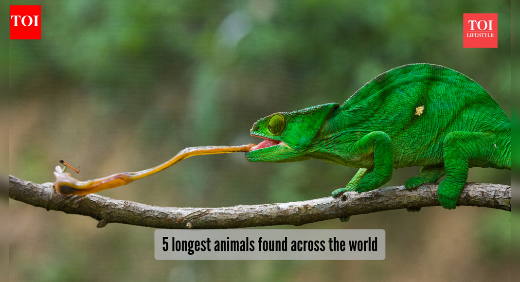 ​5 longest animals found across the world​