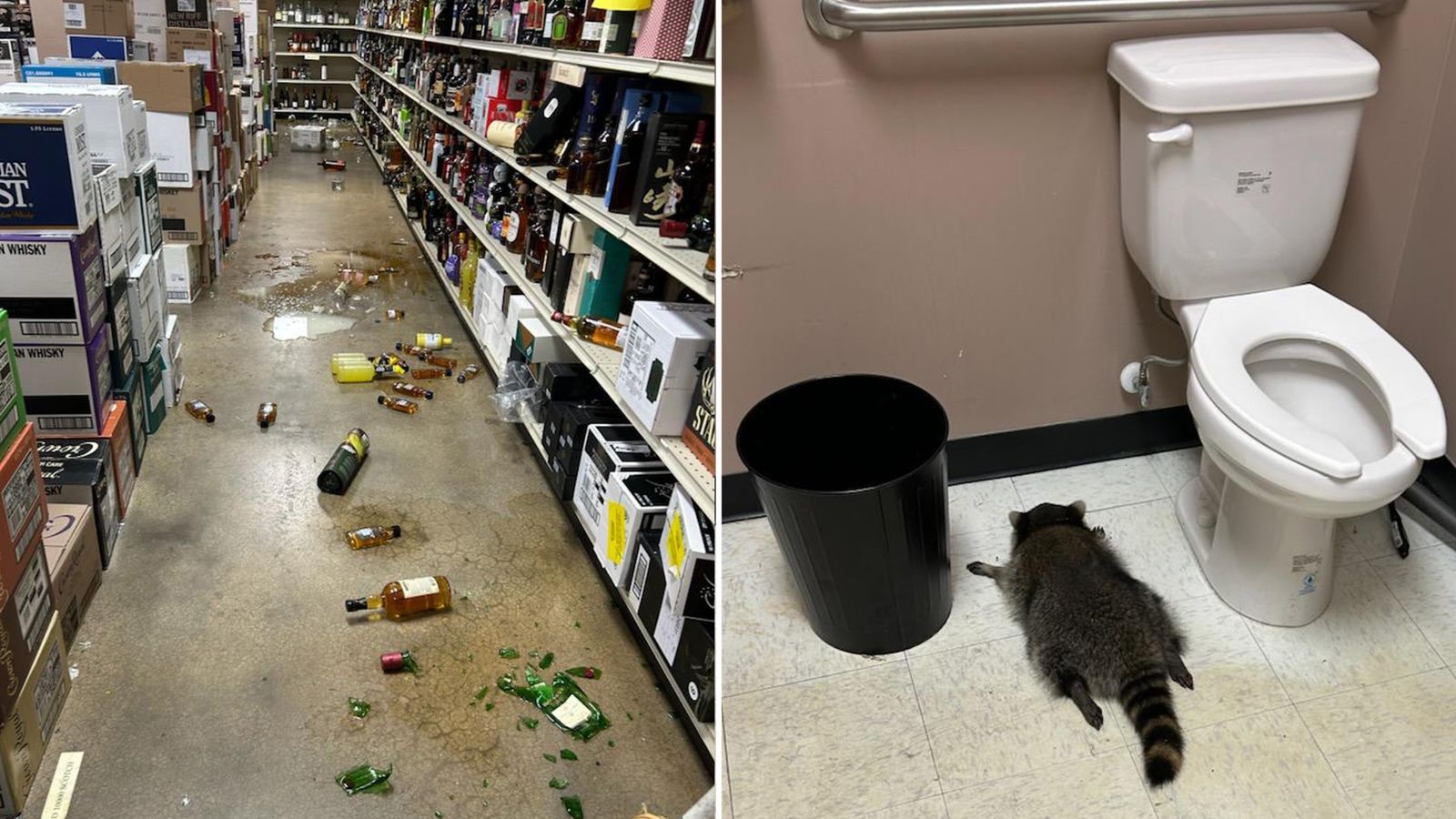 Drunk raccoon behind liquor store rampage suspected of other 'break-ins' | US News