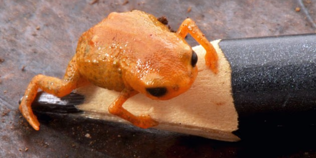 Science breakthrough as new tiny 'pumpkin toad' discovered hidden in depths of Brazilian tropical jungle