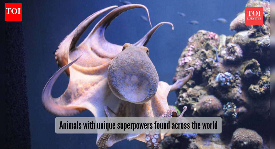 ​5 animals that have unique superpowers like none other in the world​