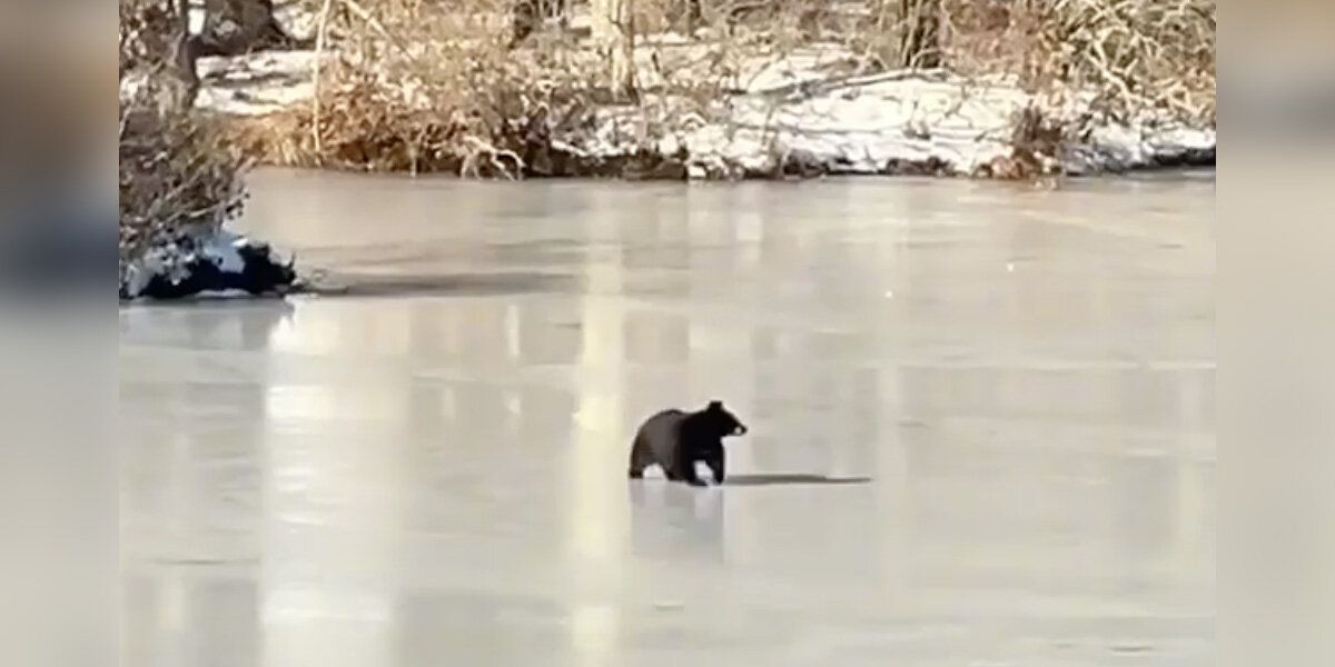Woman Opens Window Curtains — And Gets A Free Show From A Bear On Ice