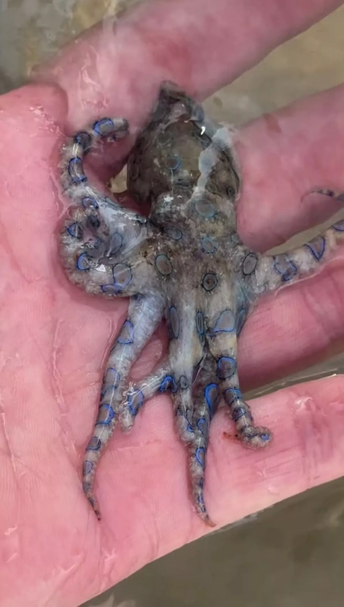 A photo of the octopus being held 