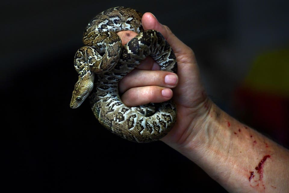 Peter Tolson studies threatened and endangered species at Guantanamo Bay Cuba