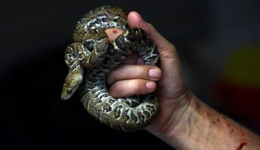 Meet The Only Snake Known To Cooperatively Hunt In Packs — A Herpetologist Explains