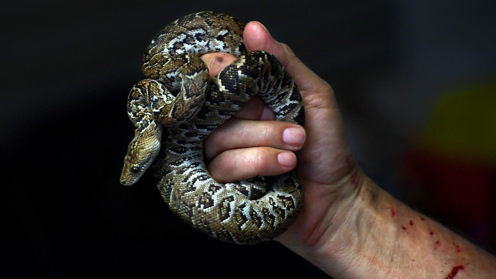 Meet The Only Snake Known To Cooperatively Hunt In Packs — A Herpetologist Explains