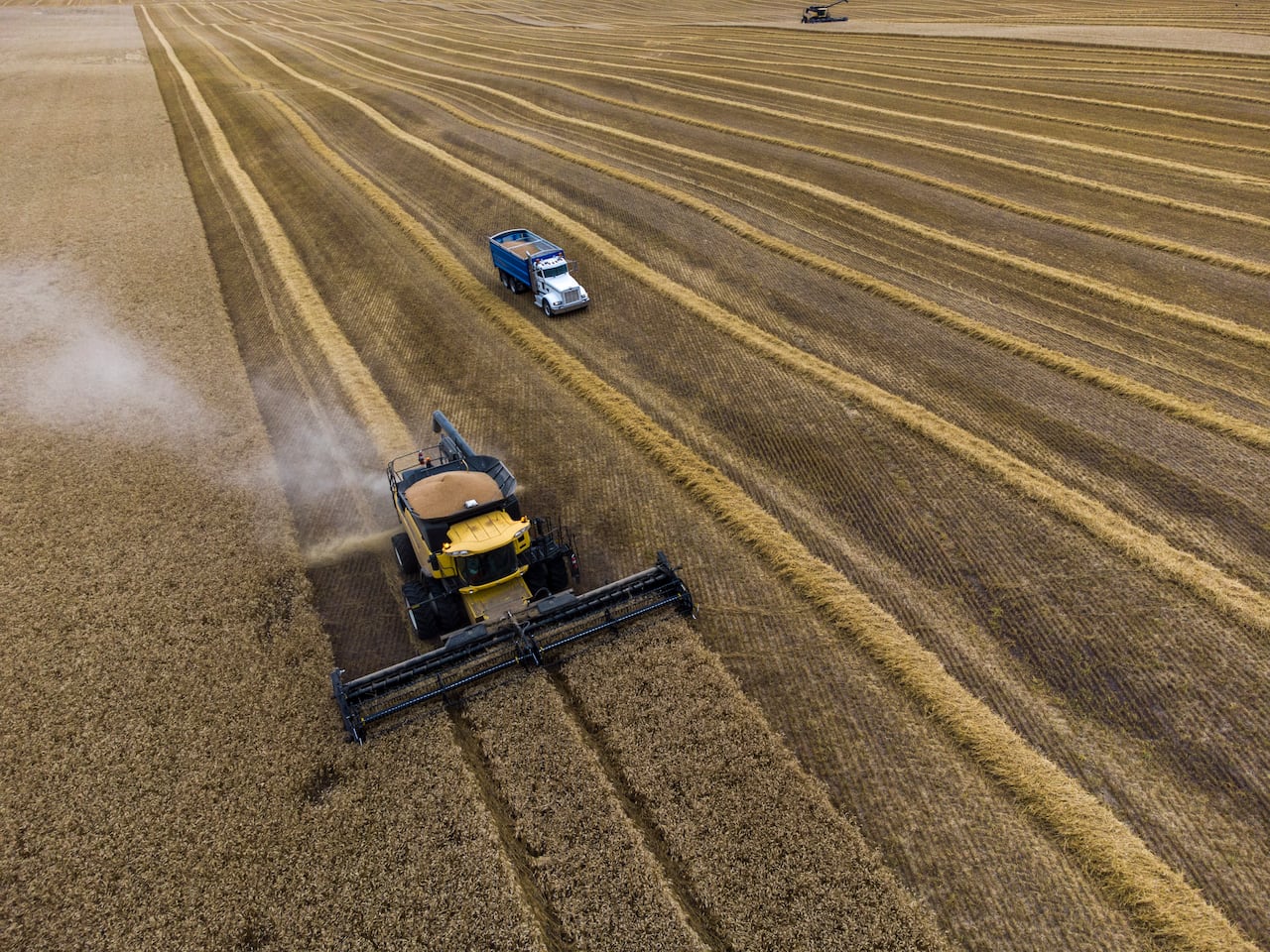 A tractor is pictured in a field of grain.