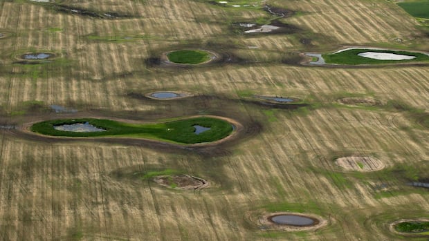 Alberta lays out new wetlands rules after months of ‘divisive’ consultation