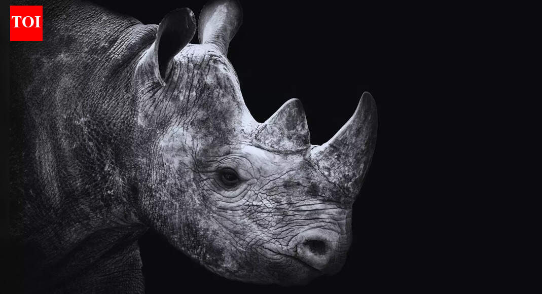 5 wild animals that are no longer found in Indian jungles |